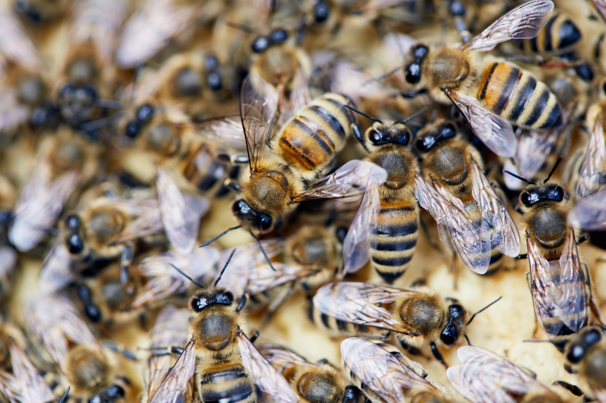 Bees Macro