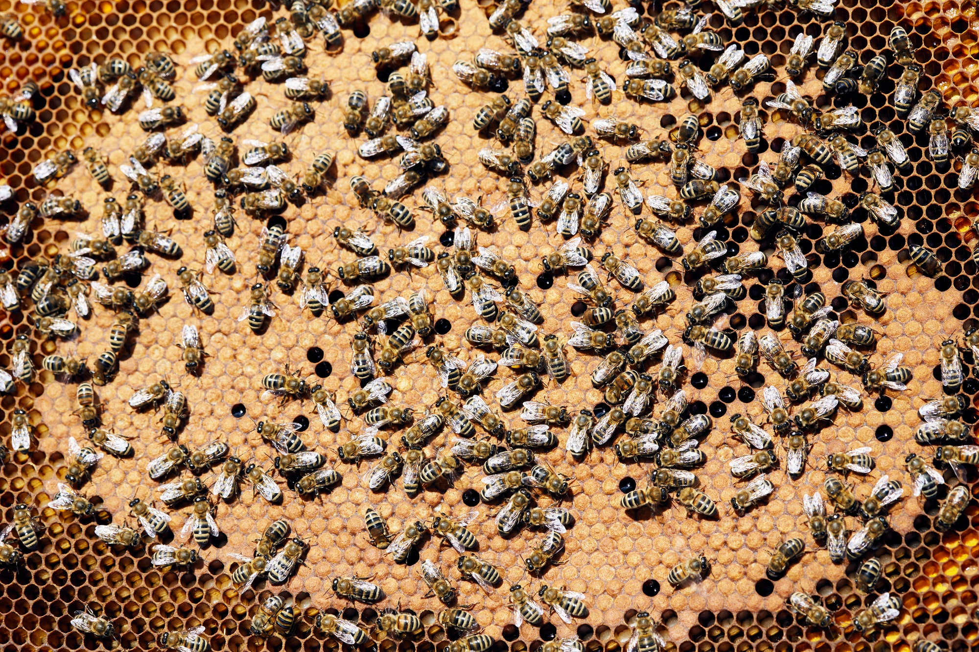 Honey Bees in Hive Close Up