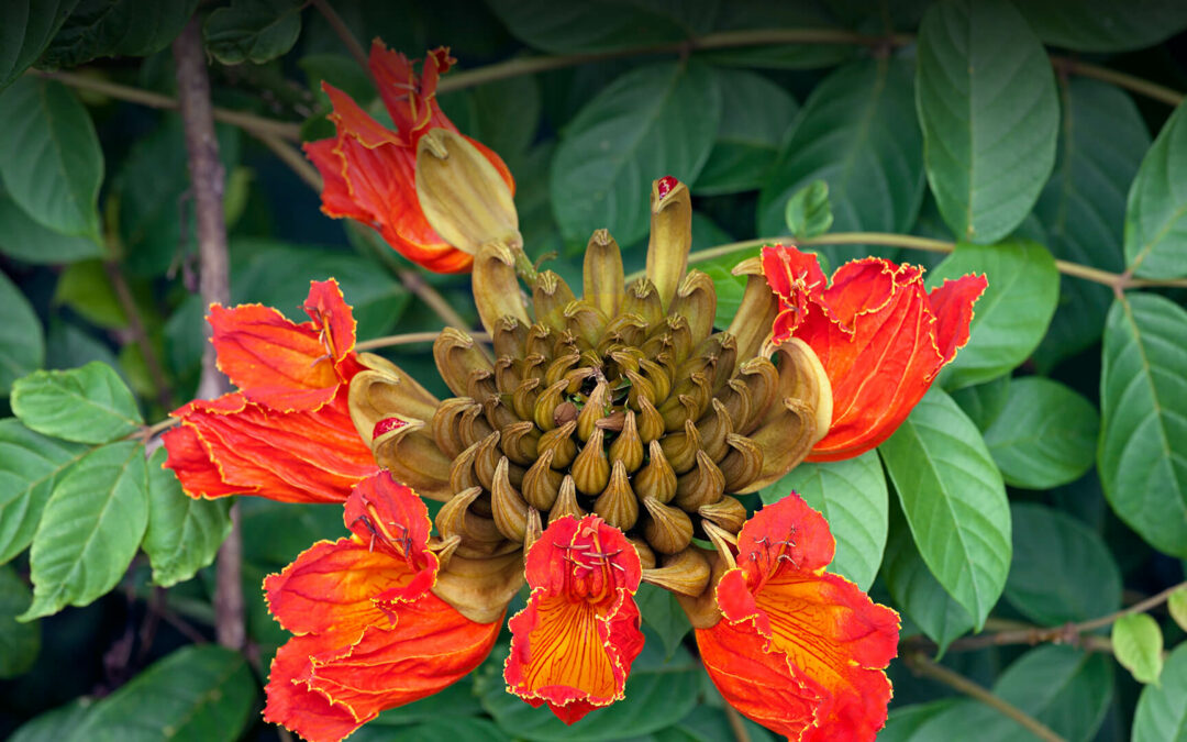 African Tulip Tree Flowers are Toxic to Bees